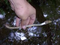 Psilocybe zapotecorum image