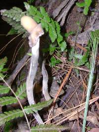Psilocybe zapotecorum image