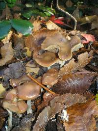 Psilocybe cyanescens image