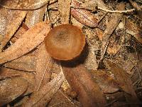 Inocybe calamistrata image