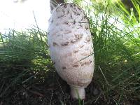 Coprinus comatus image