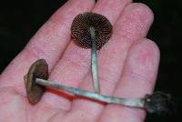 Psilocybe ovoideocystidiata image