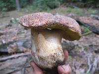 Boletus rex-veris image