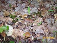 Psilocybe ovoideocystidiata image