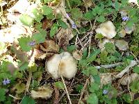 Psilocybe ovoideocystidiata image