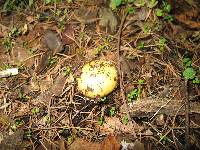 Amanita gemmata image