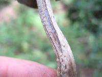 Psilocybe zapotecorum image