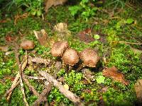 Inocybe calamistrata image