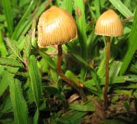 Psilocybe mexicana image