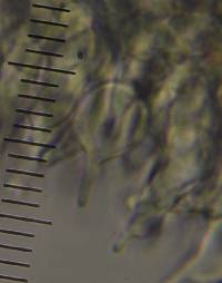 Psilocybe aucklandiae image