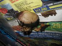 Psilocybe zapotecorum image