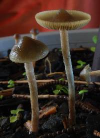 Psilocybe makarorae image