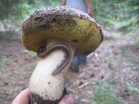 Boletus rex-veris image