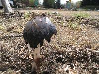 Coprinus comatus image