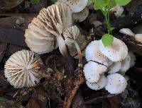 Gymnopus brassicolens var. brassicolens image