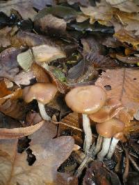 Psilocybe cyanescens image