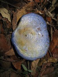 Lactarius indigo image