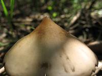 Psilocybe caerulescens image