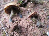 Inocybe calamistrata image