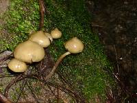 Psilocybe zapotecorum image