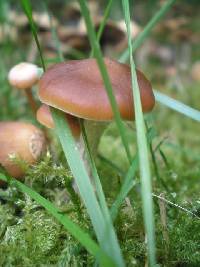 Psilocybe cyanescens image