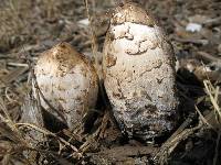 Coprinus comatus image