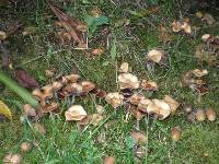 Psilocybe cyanescens image