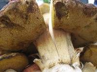 Boletus rex-veris image