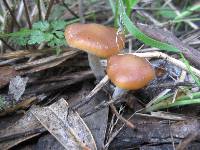 Psilocybe cyanescens image