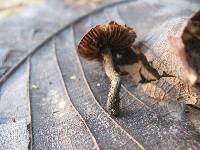 Inocybe calamistrata image