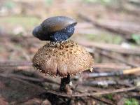 Inocybe calamistrata image