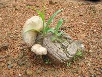 Psilocybe cubensis image