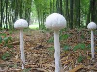 Image of Macrolepiota dolichaula