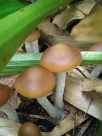 Psilocybe cyanescens image