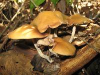 Psilocybe zapotecorum image