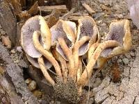 Hypholoma capnoides image