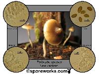 Psilocybe makarorae image