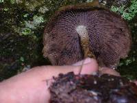 Psilocybe zapotecorum image