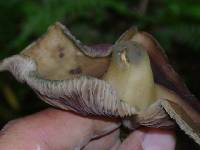 Psilocybe zapotecorum image