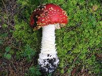 Amanita muscaria subsp. flavivolvata image