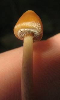 Psilocybe mexicana image