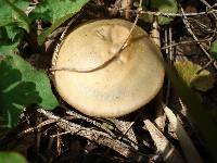 Psilocybe ovoideocystidiata image