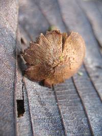 Inocybe calamistrata image