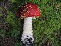 Amanita muscaria subsp. flavivolvata image