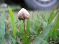 Psilocybe mexicana image