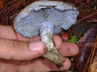 Lactarius indigo image