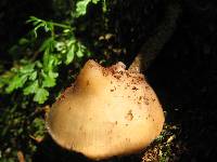 Psilocybe zapotecorum image