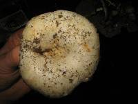 Russula brevipes image