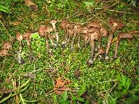 Inocybe calamistrata image