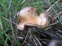 Psilocybe cyanescens image